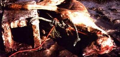 Each year 20,000 or more greyhounds die. Some are exported to asia to be bashed to death and sold as meat, others end up like this. Tied to a brick and drowned. 